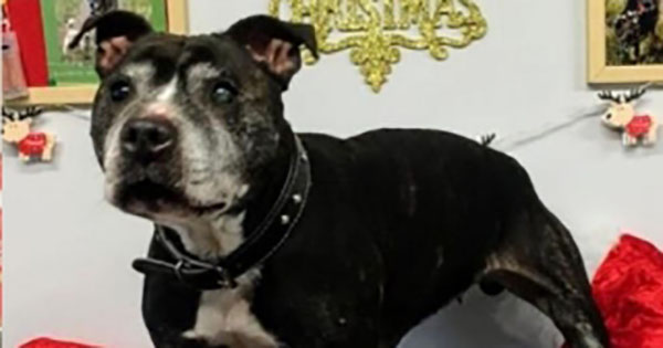 Won’t someone please adopt Jodie, the intersex dog? / LGBTQ Nation