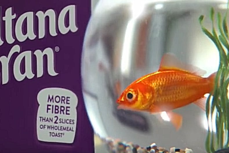 sultana-fish Is this animated goldfish gay?