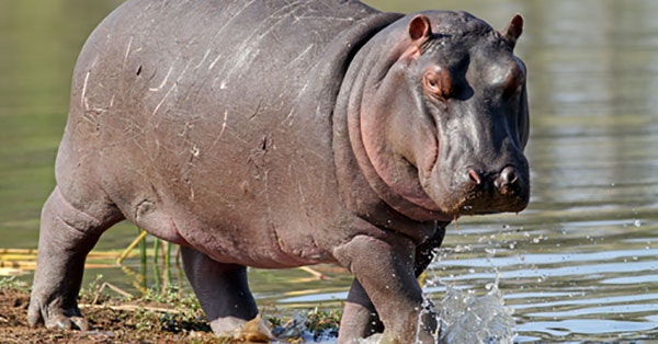 ‘I am a hippo:’ Trans scholar mocked for ‘tranimal’ identity metaphor ...