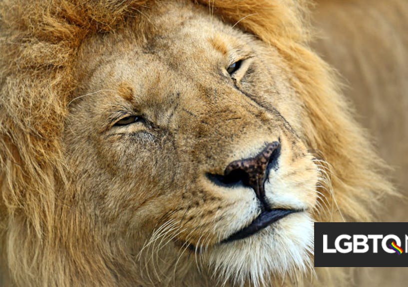 Kenyan Official Blames Lion Homosexuality On Gay Tourists Lgbtq Nation 