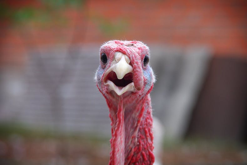 That time the religious right declared war on Islamic turkeys to protect Thanksgiving