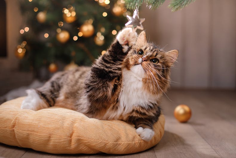 Christmas-cat Merry Christmas!