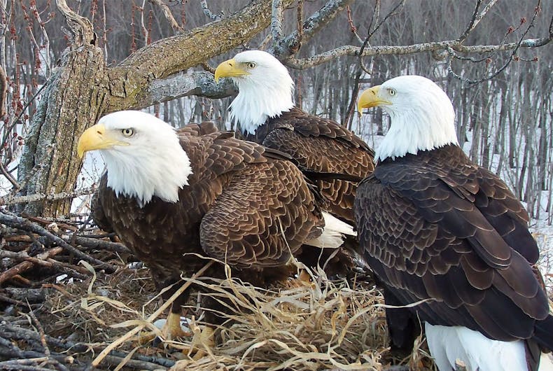bald-eagle-thrupple Valor I, Valor II, and Starr are raising three eaglets together in a nest in Illinois near the Mississippi River