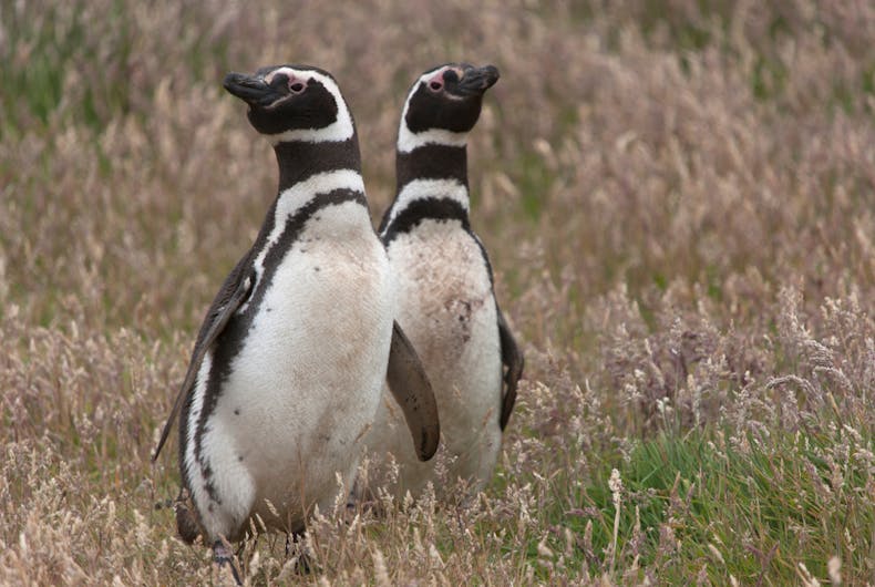 A pair of Humboldt penguins