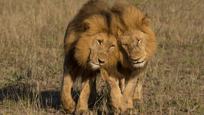 This Video Of Male Lions Mating Has Gone Viral Reminding Us That Being